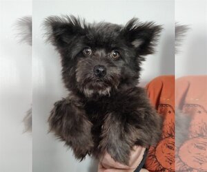 Pomeranian-Unknown Mix Dogs for adoption in Los Angeles, CA, USA