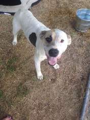 American Bulldog Dogs for adoption in Redfield, AR, USA