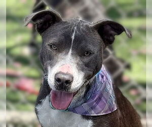 American Pit Bull Terrier Dogs for adoption in Pasadena, CA, USA