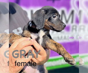 Mutt Dogs for adoption in Mooresville, NC, USA