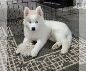 Huskies -Unknown Mix Dogs for adoption in PIPE CREEK, TX, USA