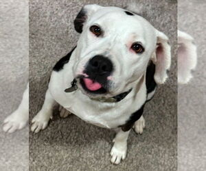 American Staffordshire Terrier-Pointer Mix Dogs for adoption in Omaha, NE, USA