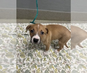 Mutt Dogs for adoption in Las Vegas, NV, USA