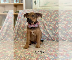 Rhodesian Ridgeback-Unknown Mix Dogs for adoption in Rockaway, NJ, USA