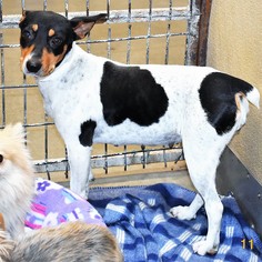 Rat Terrier Dogs for adoption in San Jacinto, CA, USA