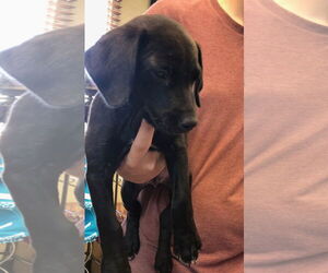 American Pit Bull Terrier-Labrador Retriever Mix Dogs for adoption in Amarillo, TX, USA