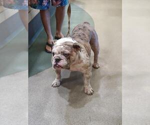 Bulldog Dogs for adoption in Upland, CA, USA
