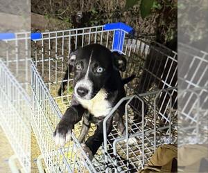 Labrador Retriever-Unknown Mix Dogs for adoption in San Antonio, TX, USA