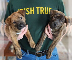 Labrador Retriever-Unknown Mix Dogs for adoption in Phoenix, AZ, USA