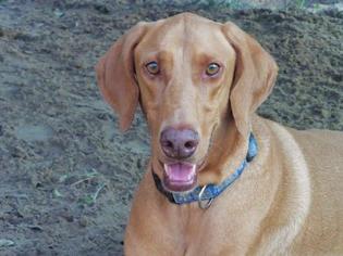 Vizsla Dogs for adoption in San Antonio, TX, USA