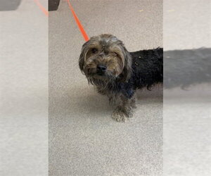 Mutt Dogs for adoption in San Bernardino, CA, USA