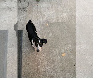 Mutt Dogs for adoption in Garden City, NY, USA