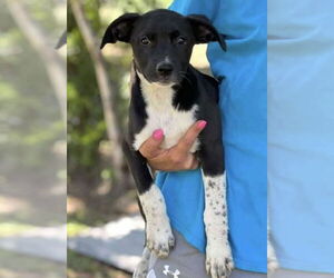 Border Collie-Unknown Mix Dogs for adoption in Duluth, MN, USA