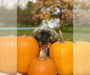 Shih Tzu Dogs for adoption in West Cornwall, CT, USA