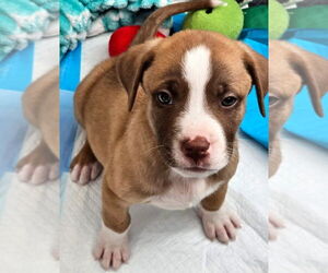 Mutt Dogs for adoption in Mooresville, NC, USA