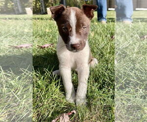 Labsky Dogs for adoption in Princeton, MN, USA