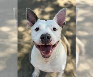 Bulldog-Unknown Mix Dogs for adoption in West Valley, UT, USA