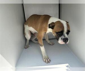 Boxer-Unknown Mix Dogs for adoption in Houston, TX, USA