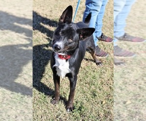 Australian Kelpie-Unknown Mix Dogs for adoption in Arlington, TX, USA