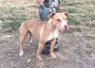 American Pit Bull Terrier Dogs for adoption in Erwin , TN, USA