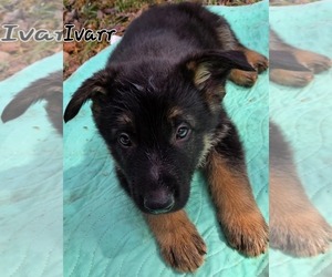 German Shepherd Dog-Unknown Mix Dogs for adoption in LOGANVILLE, GA, USA