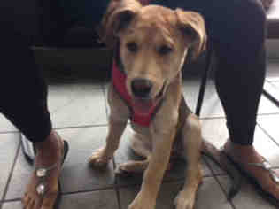 Medium Photo #1 Golden Labrador Puppy For Sale in San Antonio, TX, USA