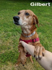 Rhodesian Ridgeback-Unknown Mix Dogs for adoption in Norfolk, VA, USA