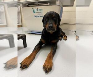 Rottweiler Dogs for adoption in Conroe, TX, USA