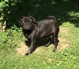 Pug Dogs for adoption in Williamson, WV, USA