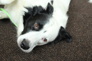 Border Collie Dogs for adoption in Waynesboro, PA, USA