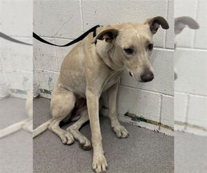 Labrador Retriever-Unknown Mix Dogs for adoption in San Bernardino, CA, USA