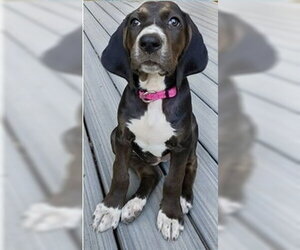 American Foxhound-Unknown Mix Dogs for adoption in Cary, NC, USA