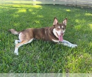 Siberian Husky-Unknown Mix Dogs for adoption in Pasadena, TX, USA