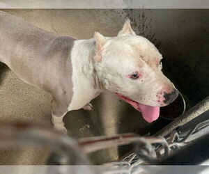 American Pit Bull Terrier Dogs for adoption in San Bernardino, CA, USA