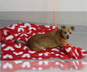 Chihuahua-Unknown Mix Dogs for adoption in Pasadena, TX, USA