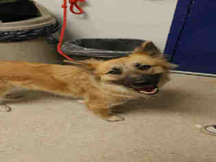 Mutt Dogs for adoption in Bakersfield, CA, USA