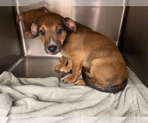 American Pit Bull Terrier-Dachshund Mix Dogs for adoption in Waco, TX, USA
