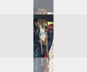 Boxer Dogs for adoption in Austin, TX, USA
