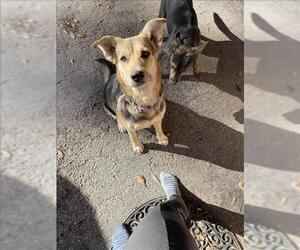 German Shepherd Dog-Unknown Mix Dogs for adoption in Conroe, TX, USA