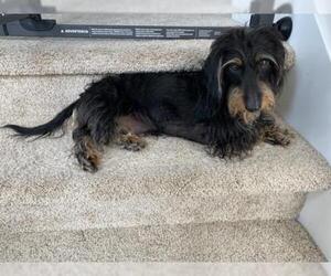Dachshund Dogs for adoption in Belleuve, NE, USA