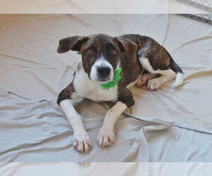 Mutt Dogs for adoption in McKinney, TX, USA