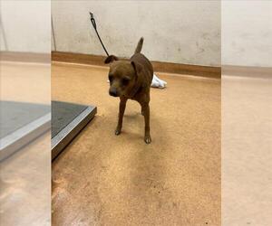 Miniature Pinscher-Unknown Mix Dogs for adoption in Martinez, CA, USA