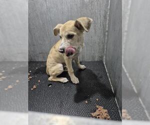 Mutt Dogs for adoption in San Antonio, TX, USA