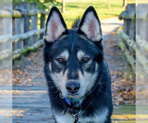 Siberian Husky-Unknown Mix Dogs for adoption in Omaha, NE, USA