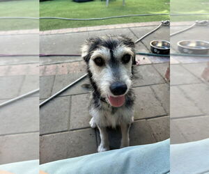 Parson Russell Terrier-Unknown Mix Dogs for adoption in San Diego , CA, USA