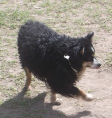 Medium Photo #1 Australian Shepherd Puppy For Sale in Bonifay, MO, USA