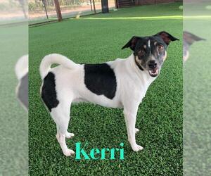 Rat Terrier Dogs for adoption in Pipe Creek, TX, USA