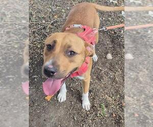 American Staffordshire Terrier-Unknown Mix Dogs for adoption in San Antonio, TX, USA