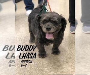 Lhasa Apso Dogs for adoption in Columbia, TN, USA