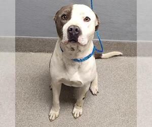 American Pit Bull Terrier-Unknown Mix Dogs for adoption in Las Vegas, NV, USA